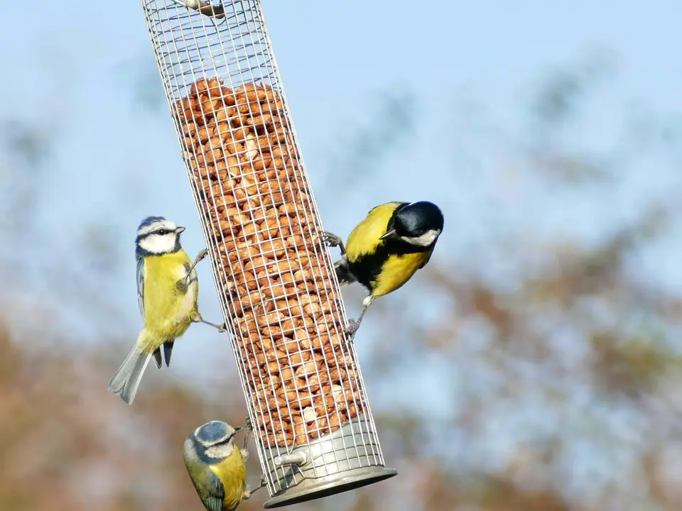 Two small yellow and black birds eating from a hanging peanut feeder