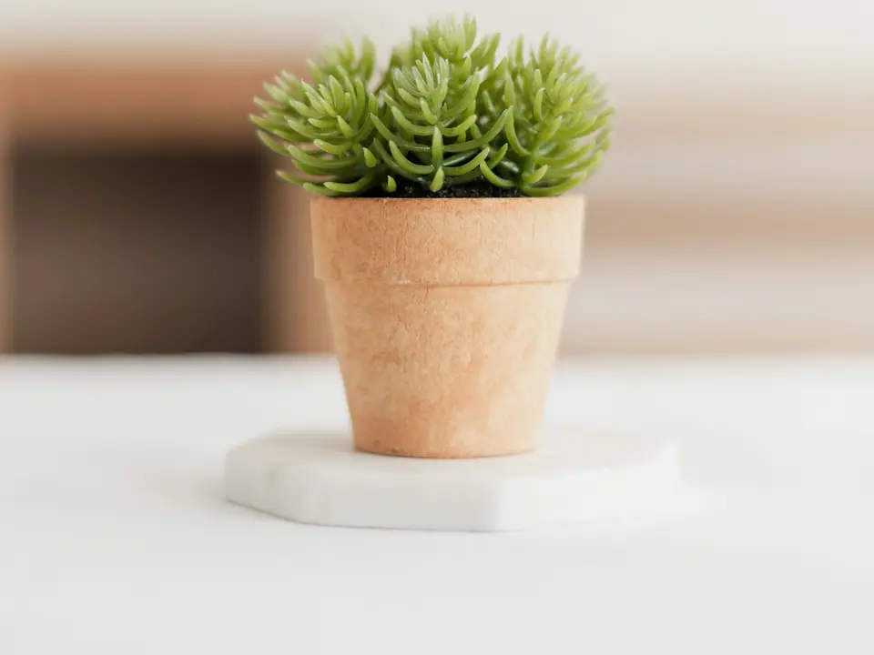 A small potted plant on a table