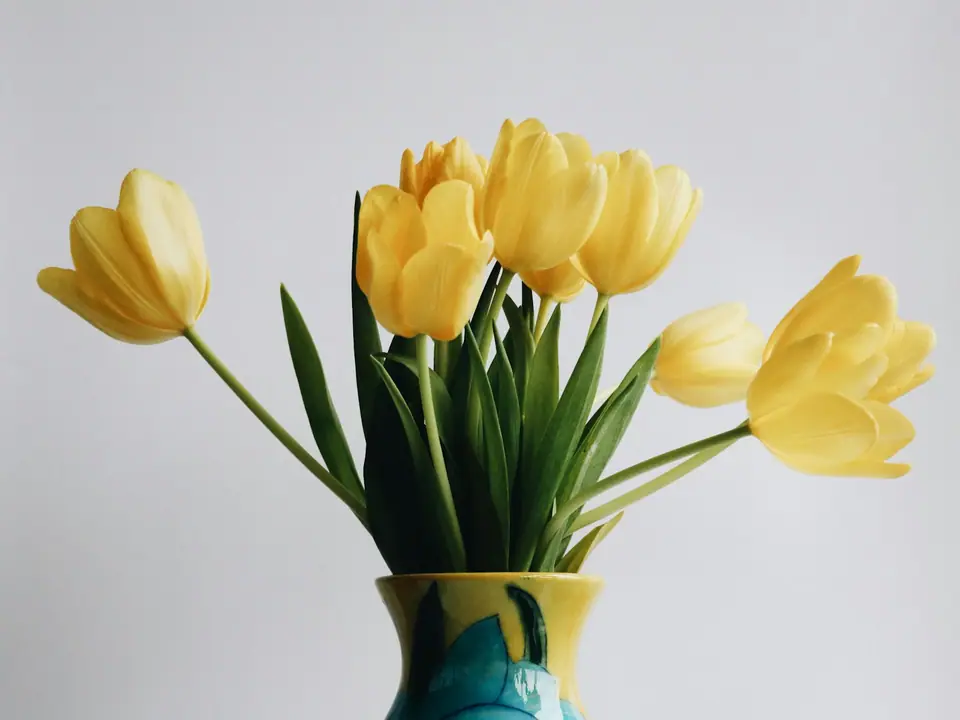 Yellow tulips in a vase on a table