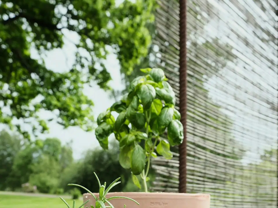 Basil and rosemary growing in terracotta pots