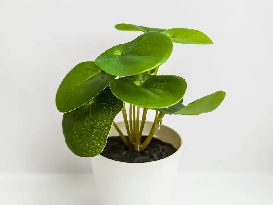 A leafy green plant in a white ceramic pot