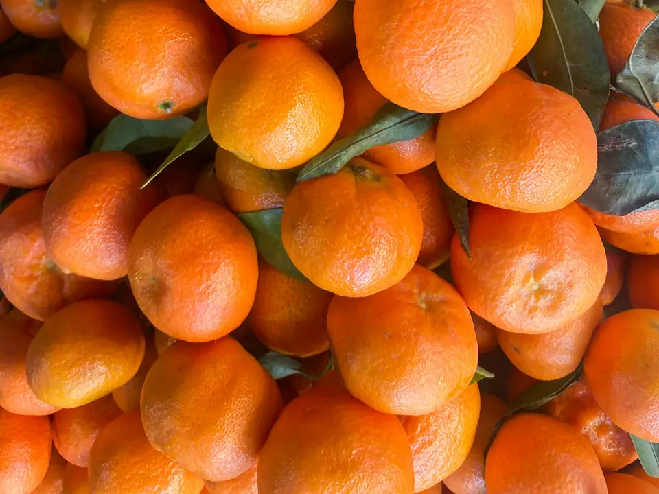 Freshly picked tangerines with their green leaves still attached