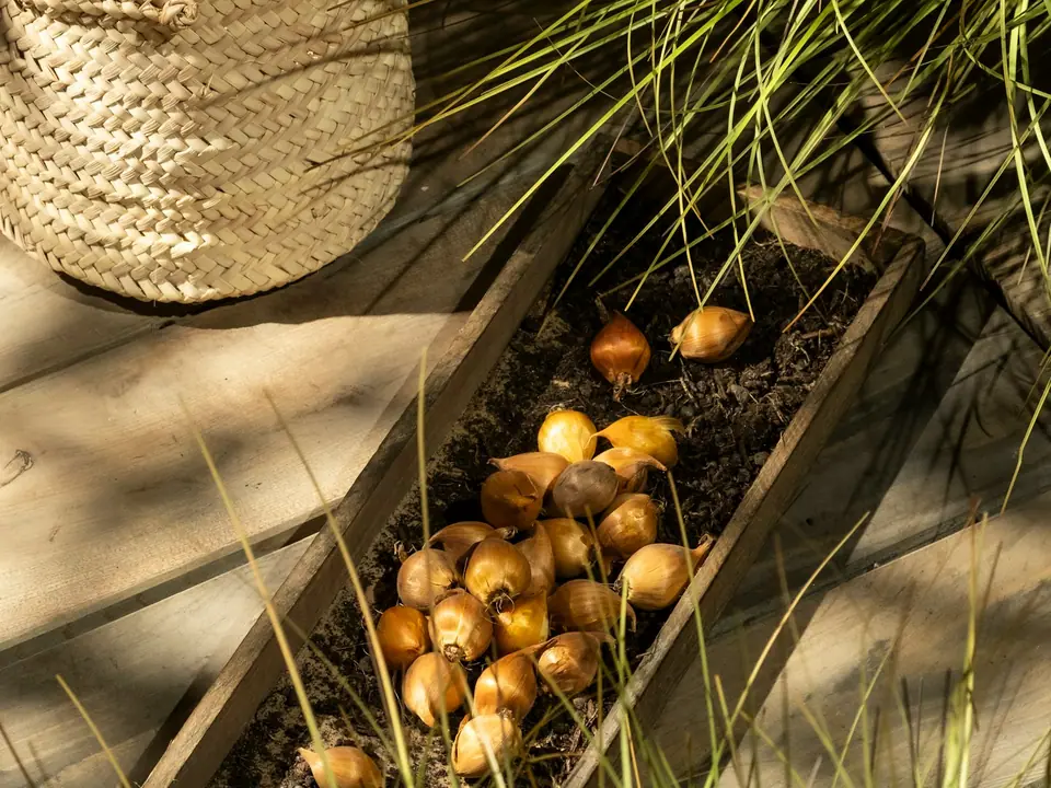 Tulip bulbs ready for planting in a wooden trough
