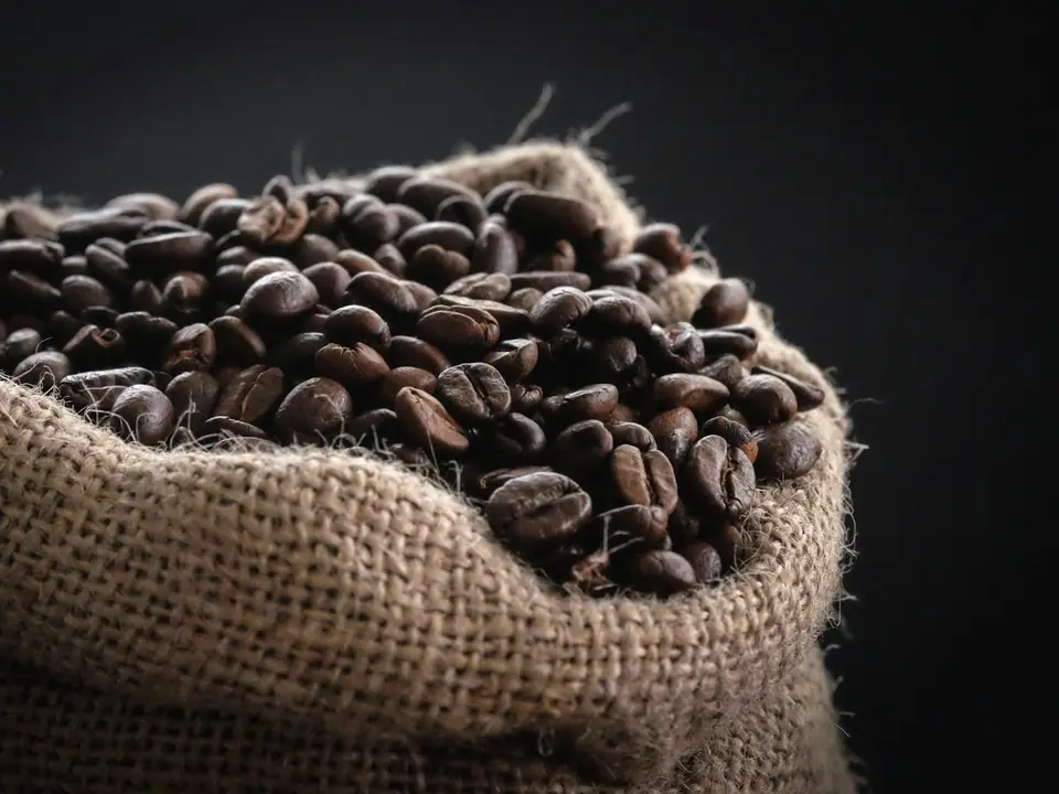 Roasted coffee beans in a burlap sack